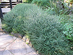 Silberschmelze Heath (Erica x darleyensis 'Silberschmelze') at Lakeshore Garden Centres