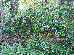 Dahoon Holly (Ilex cassine) at Lakeshore Garden Centres