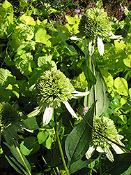 Greenline Coneflower (Echinacea 'Greenline') at Lakeshore Garden Centres