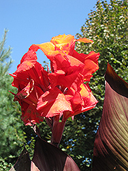 Wintzer's Colossal Canna (Canna 'Wintzer's Colossal') at Lakeshore Garden Centres