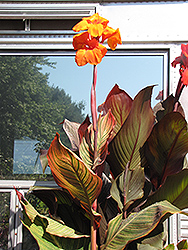 Durban Canna (Canna 'Durban') at Lakeshore Garden Centres