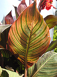 Durban Canna (Canna 'Durban') at Lakeshore Garden Centres