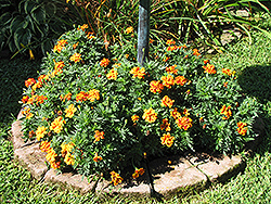 Disco Queen Marigold (Tagetes patula 'Disco Queen') at Lakeshore Garden Centres