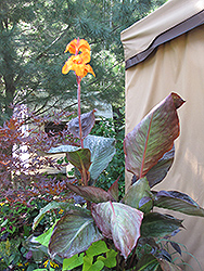 Kevin's Glow Canna (Canna 'Kevin's Glow') at Lakeshore Garden Centres