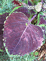 Merlot Coleus (Solenostemon scutellarioides 'Merlot') at Lakeshore Garden Centres