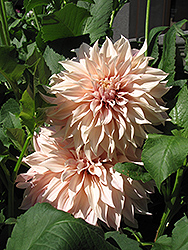 Cafe Au Lait Dahlia (Dahlia 'Cafe Au Lait') at Lakeshore Garden Centres