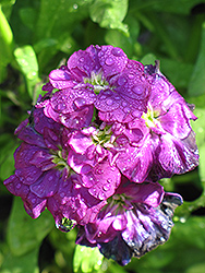 Harmony Purple Stock (Matthiola incana 'Harmony Purple') at Lakeshore Garden Centres
