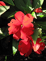 Celebration Sunset Apricot New Guinea Impatiens (Impatiens hawkeri 'Celebration Sunset Apricot') at Lakeshore Garden Centres