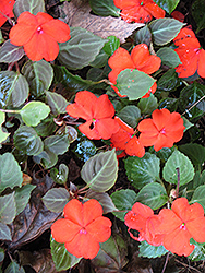 Xtreme Scarlet Impatiens (Impatiens 'Xtreme Scarlet') at Lakeshore Garden Centres