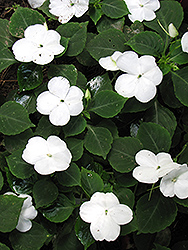 Xtreme White Impatiens (Impatiens 'Xtreme White') at Lakeshore Garden Centres