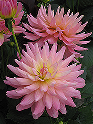 Christine Dahlia (Dahlia 'Christine') at Lakeshore Garden Centres