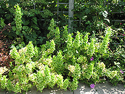 Bells Of Ireland (Moluccella laevis) at Lakeshore Garden Centres