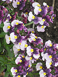 Berries And Cream Sachet Nemesia (Nemesia 'Berries And Cream Sachet') at Lakeshore Garden Centres