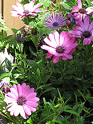 Tradewinds Trailing Light Purple African Daisy (Osteospermum 'Tradewinds Trailing Light Purple') at Lakeshore Garden Centres