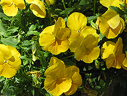 Venus Yellow Pansy (Viola x wittrockiana 'Venus Yellow') at Lakeshore Garden Centres