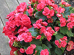 Fuga Begonia (Begonia 'Fuga') at Lakeshore Garden Centres