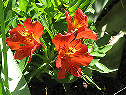 Princess Victoria Alstroemeria (Alstroemeria 'Princess Victoria') at Lakeshore Garden Centres