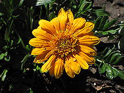 Sunbathers Gold Coast Gazania (Gazania 'Sunbathers Gold Coast') at Lakeshore Garden Centres