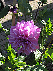 Lilac Time Dahlia (Dahlia 'Lilac Time') at Lakeshore Garden Centres