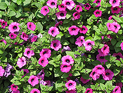 Surfinia Baby Purple Petunia (Petunia 'Surfinia Baby Purple') at Lakeshore Garden Centres
