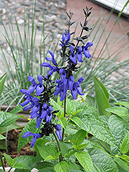 Black And Blue Anise Sage (Salvia guaranitica 'Black And Blue') at Lakeshore Garden Centres