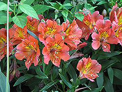 Princess Isabella Alstroemeria (Alstroemeria 'Zapribel') at Lakeshore Garden Centres