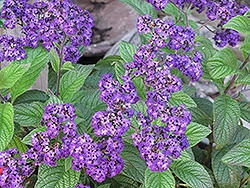 Marino 2000 Heliotrope (Heliotropium arborescens 'Marino 2000') at Lakeshore Garden Centres