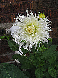 White Star Dahlia (Dahlia 'White Star') at Lakeshore Garden Centres