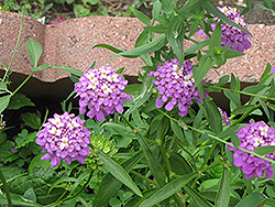 Globe Candytuft (Iberis umbellata) at Lakeshore Garden Centres