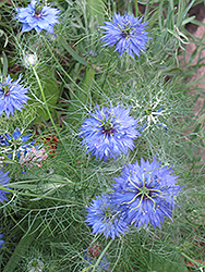 Love-In-A-Mist (Nigella sativa) at Lakeshore Garden Centres