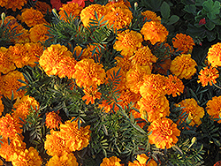 Hero Orange Marigold (Tagetes patula 'Hero Orange') at Lakeshore Garden Centres