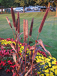 Purple Majesty Millet (Pennisetum glaucum 'Purple Majesty') at Lakeshore Garden Centres
