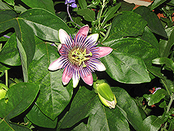 Pfordt's Passion Flower (Passiflora x alatocaerulea) at Lakeshore Garden Centres