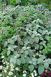 Silver Spur Flower (Plectranthus argentatus) at Lakeshore Garden Centres