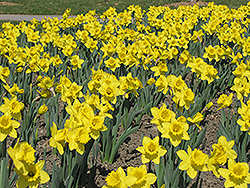 King Alfred Daffodil (Narcissus 'King Alfred') at Lakeshore Garden Centres