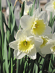 Ice Follies Daffodil (Narcissus 'Ice Follies') at Peter Knippel Garden Centre