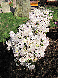 Glacier Queen Azalea (Rhododendron 'Glacier Queen') at Lakeshore Garden Centres