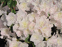 Glacier Queen Azalea (Rhododendron 'Glacier Queen') at Lakeshore Garden Centres