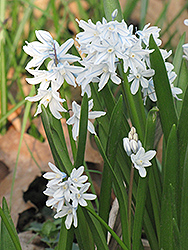 White Squill (Scilla mischtschenkoana) at Lakeshore Garden Centres