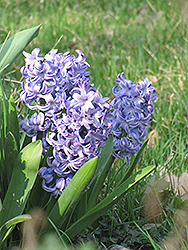 Blue Jacket Hyacinth (Hyacinthus orientalis 'Blue Jacket') at A Very Successful Garden Center