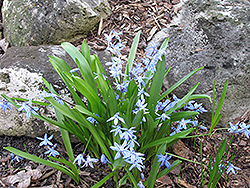White Squill (Scilla tubergeniana) at Lakeshore Garden Centres