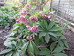 Berry Swirl Hellebore (Helleborus 'Berry Swirl') at Lakeshore Garden Centres
