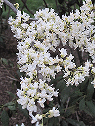 Texas White Redbud (Cercis canadensis 'Texas White') at Lakeshore Garden Centres