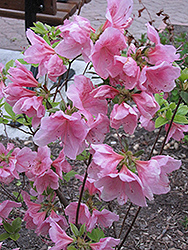 Wyandotte Azalea (Rhododendron 'Wyandotte') at Lakeshore Garden Centres
