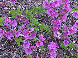 Jessica Azalea (Rhododendron 'Jessica') at Lakeshore Garden Centres