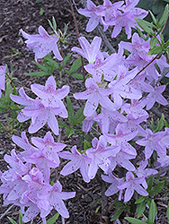Korean Azalea (Rhododendron yedoense 'Poukhanense') at Lakeshore Garden Centres