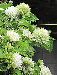 Duchess of Edinburgh Clematis (Clematis 'Duchess of Edinburgh') at Lakeshore Garden Centres