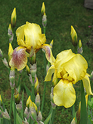 Harvest Of Memories Iris (Iris 'Harvest Of Memories') at Lakeshore Garden Centres