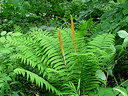 Cinnamon Fern (Osmunda cinnamomea) at Green Thumb Garden Centre