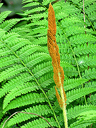 Cinnamon Fern (Osmunda cinnamomea) at Mainescape Nursery